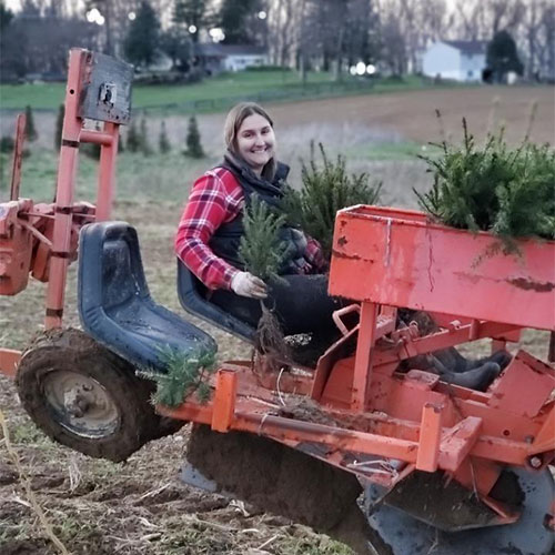 Planting U-cut Christmas trees at Jones Produce Farm in Edgewood, MD