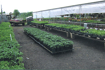Fresh produce, plants, flowers, shrubs and more at Jones Family Farm Market in Edgewood, Maryland. 