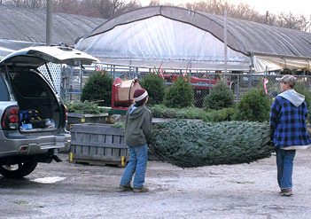 Choose and cut or balled Christmas Trees at Jones Family Farm Market, Edgewood and Greater Baltimore, Maryland. 