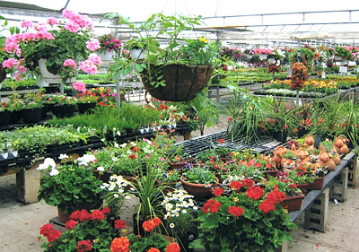 Beautiful and hardy flowers, plants, herbs and shrubs at the greenhouses at Jones Family Farm Market, Edgewood and Baltimore areas of Maryland.  