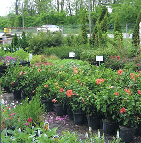 Beautiful, locally grown azaleas and Rhododendrons at Jones Family Farm Market, Baltimore and surrounding areas of Maryland.  