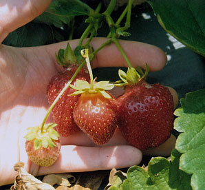 Pick your own beautiful, red, ripe delicious strawberries at Jones Family Farm Market, Edgewood and Baltimore. 