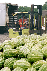 Locally grown, fresh ripe watermelons at Jones Family Farm Market, Edgewood and Baltimore area, Maryland. 