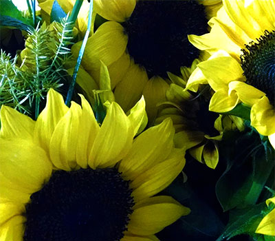 Fresh hearty flowers and plant at Jones Family Farm and Greenhouse, Baltimore, Street, and Edgewood, Maryland. 