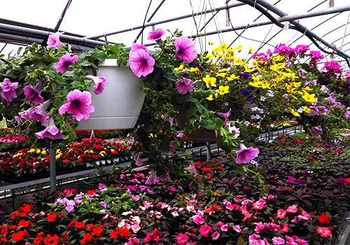 Bedding plants, flowers, shrubs, and mulch at Jones Family Farm Market in Edgewood and Baltimore area. 