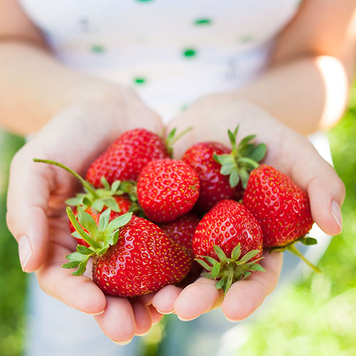 U-pick or pre-picked strawberries, however you want, at Jones Family Farm Market in Edgewood and Baltimore area, Maryland. 